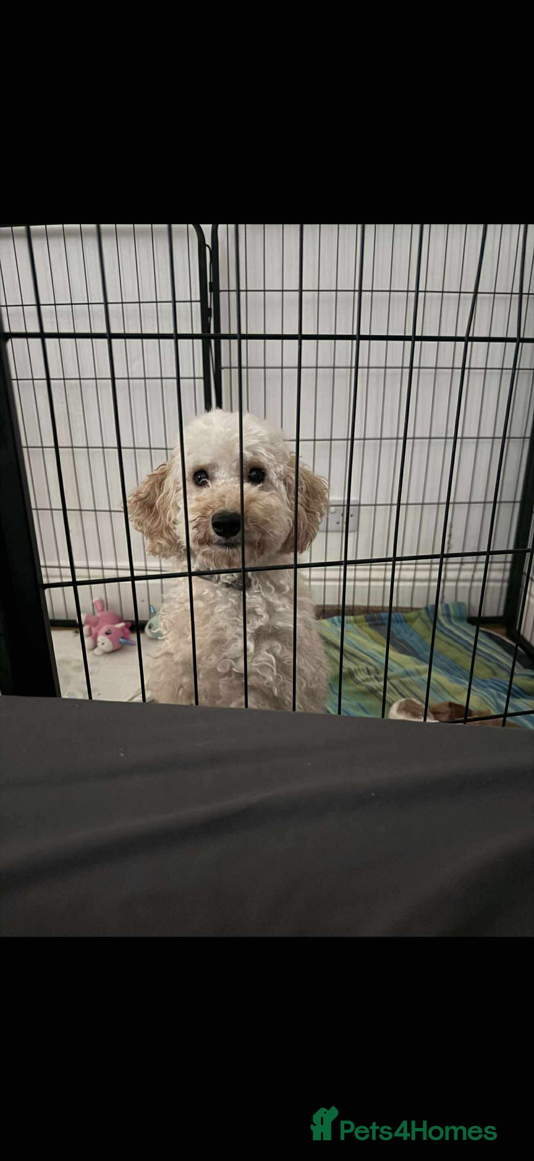 Cavapoo dogs for sale: Last 2 F1 toy cavapoo available - Image 3
