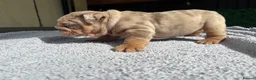 English Bulldog dogs for sale: English Bulldog Puppies - Advert 18