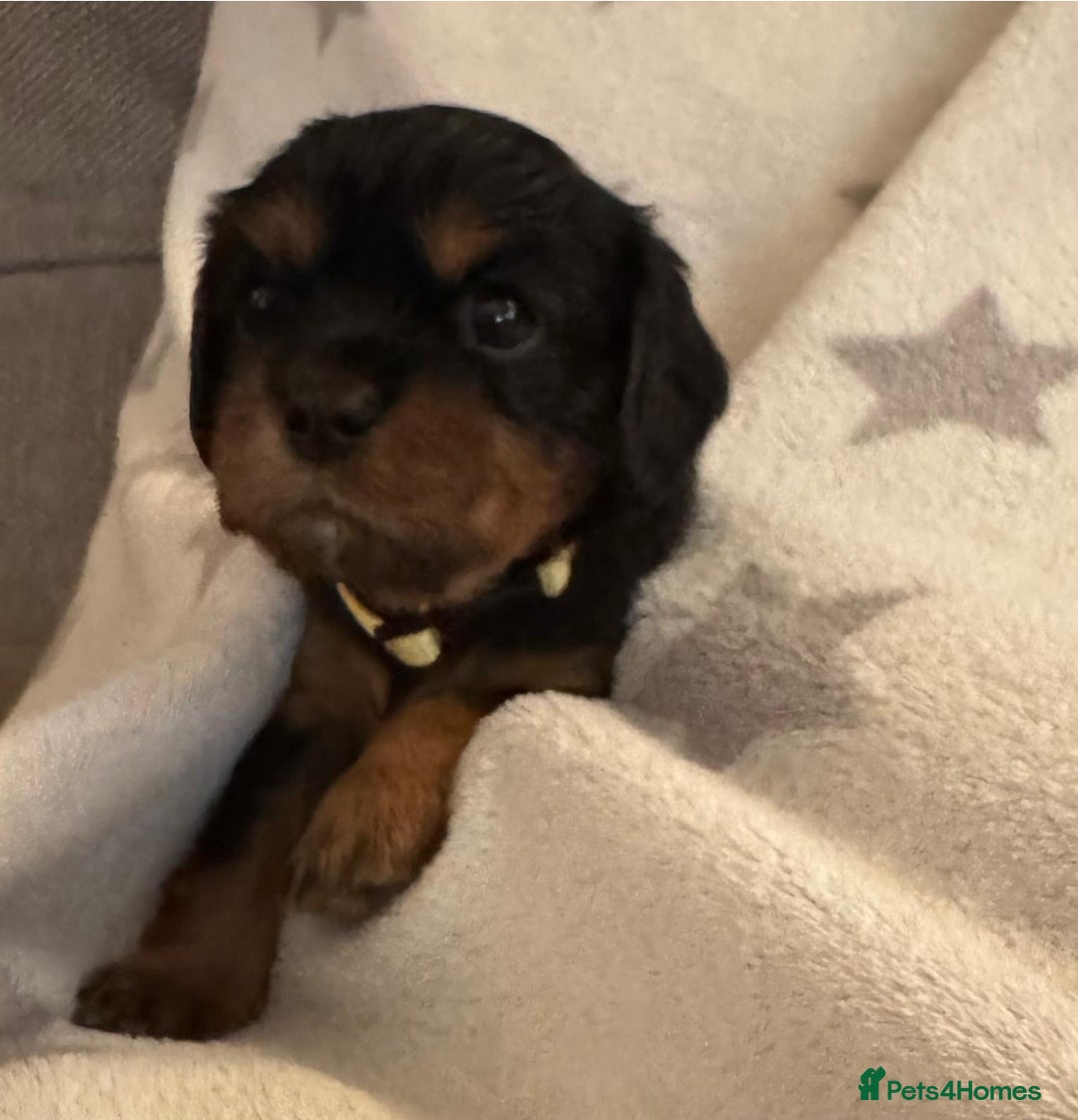 Cavalier King Charles Spaniel dogs for sale: Beautiful Cavalier Puppies - Fully health tested  - Image 13