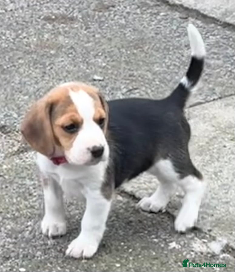 Beagle dogs Beagle puppies - Advert 3