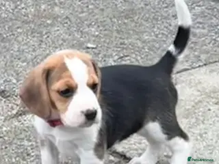 Beagle dogs Beagle puppies - Advert 3