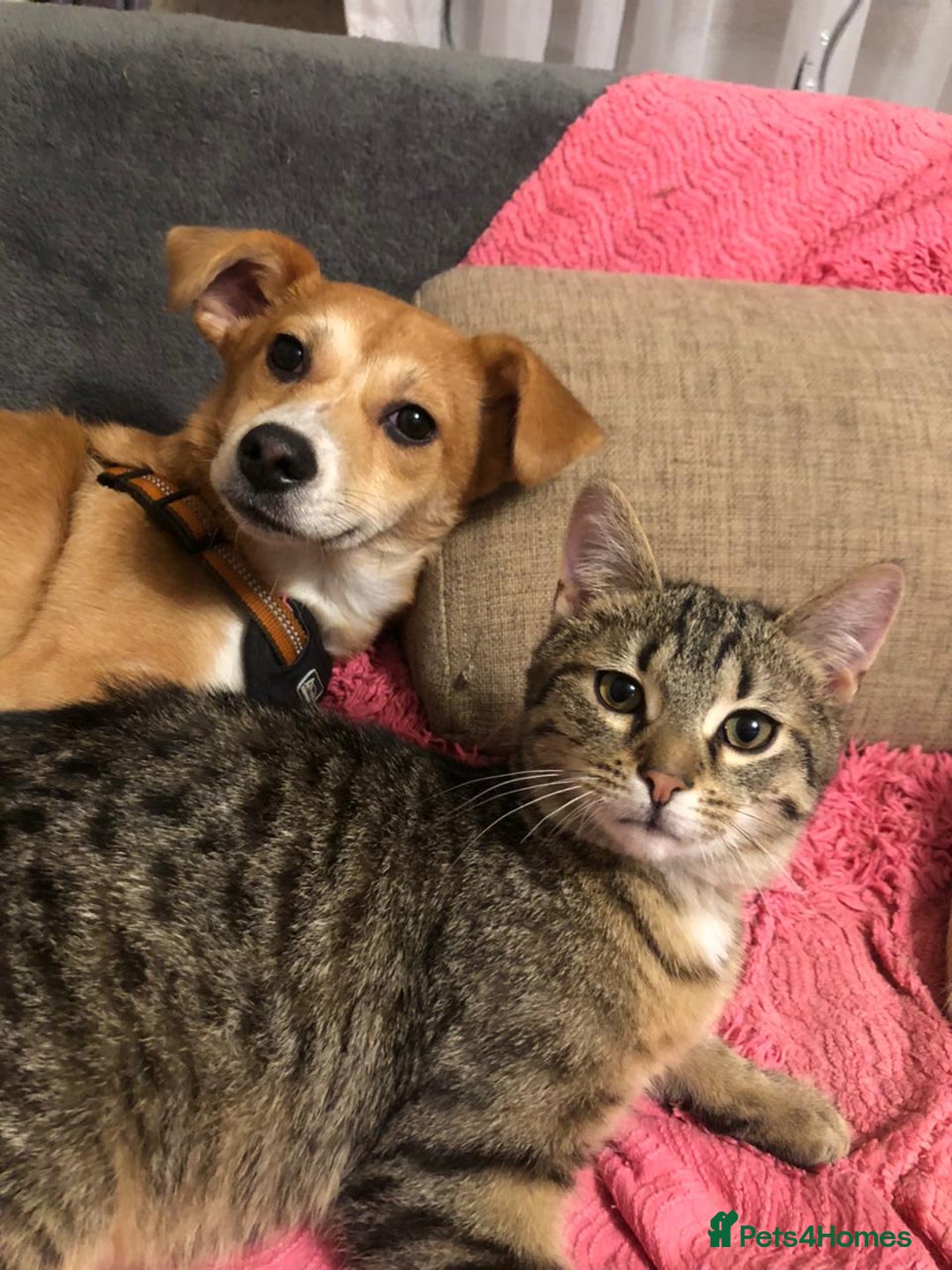 Mixed Breed dogs for adoption: ❤🐶 Lalia – A Delicate Love-Bug  🐶❤ - Image 2
