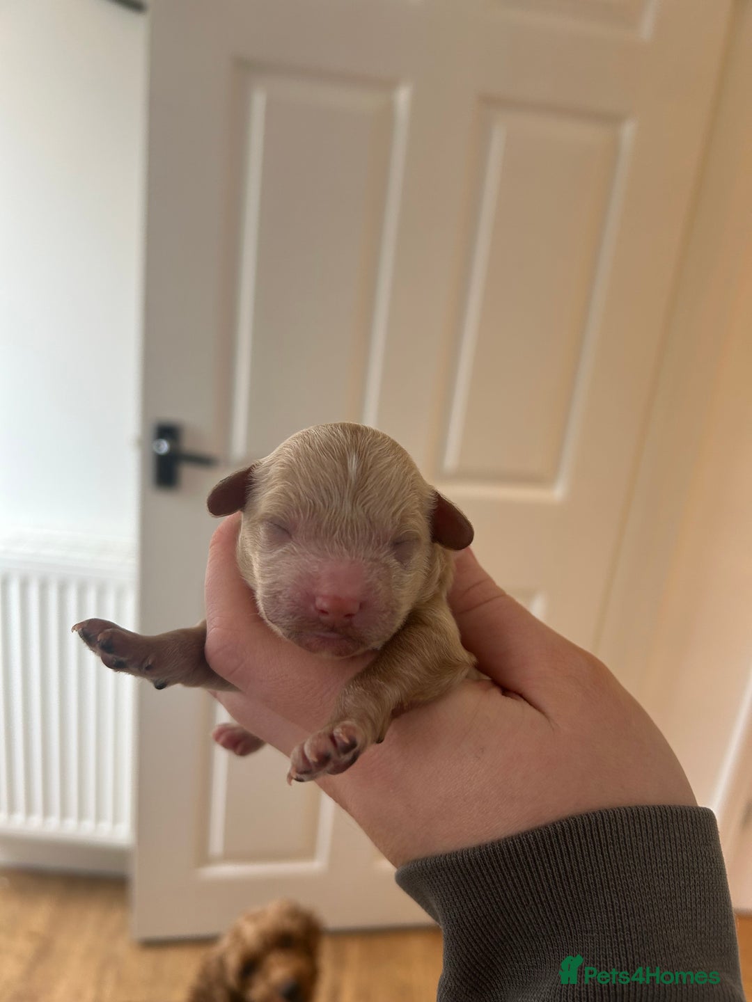 Cavapoo dogs for sale: Cavapoo Puppies for Sale - Image 12