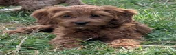 Cockapoo dogs for sale: Beautiful red pups from health tested parents - Advert 28