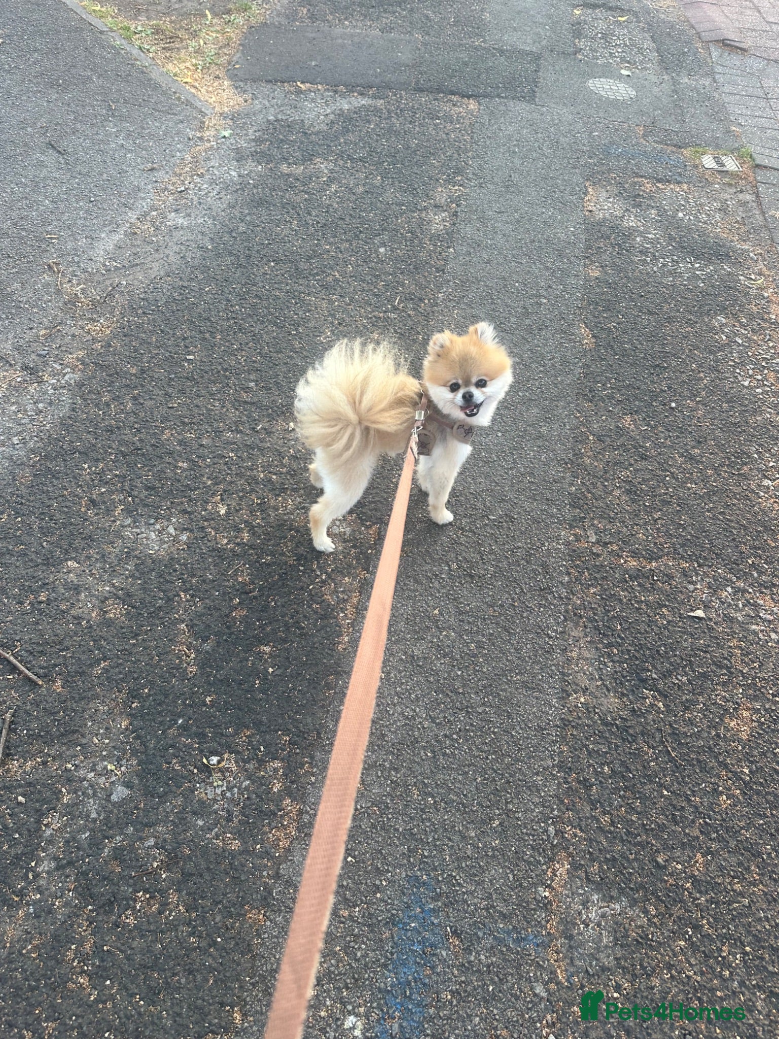 Pomeranian dogs Fendi - Advert 3