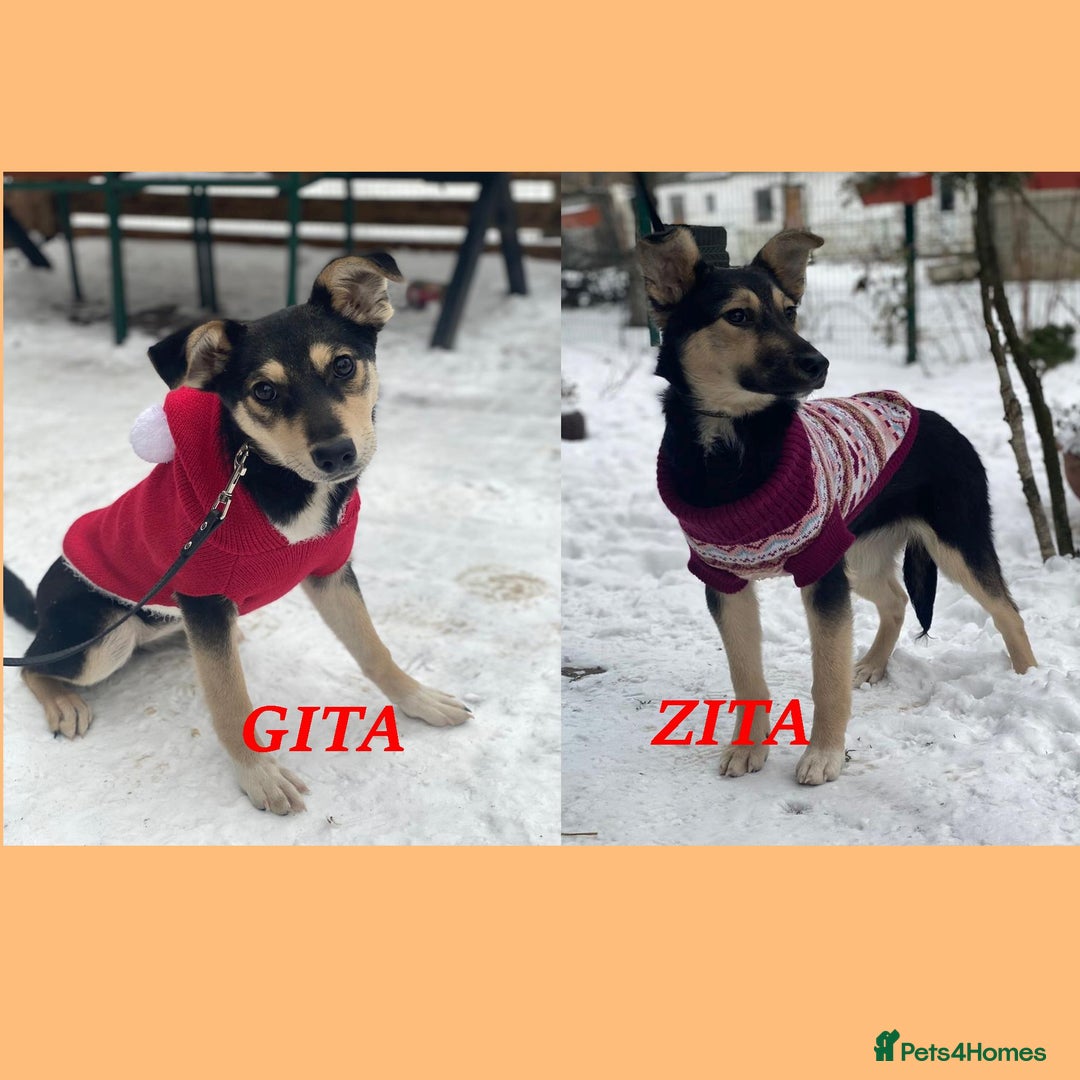Mixed Breed dogs for adoption: ❤️ZITA&GITA❤️ – Together or Separately - Advert 1