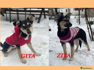 Mixed Breed dogs ❤️ZITA&GITA❤️ – Together or Separately - Advert 1