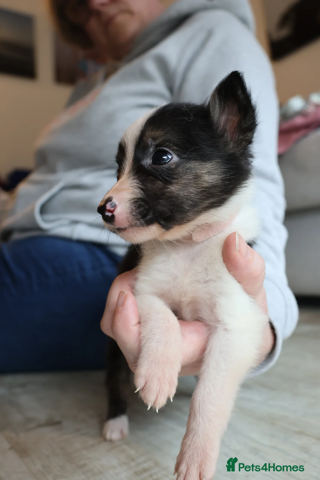 Border Collie dogs for sale: Border Collie Pups - Ellesmere Port - Advert 10