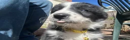 Border Collie dogs for sale: One beautiful collie girl - Advert 10