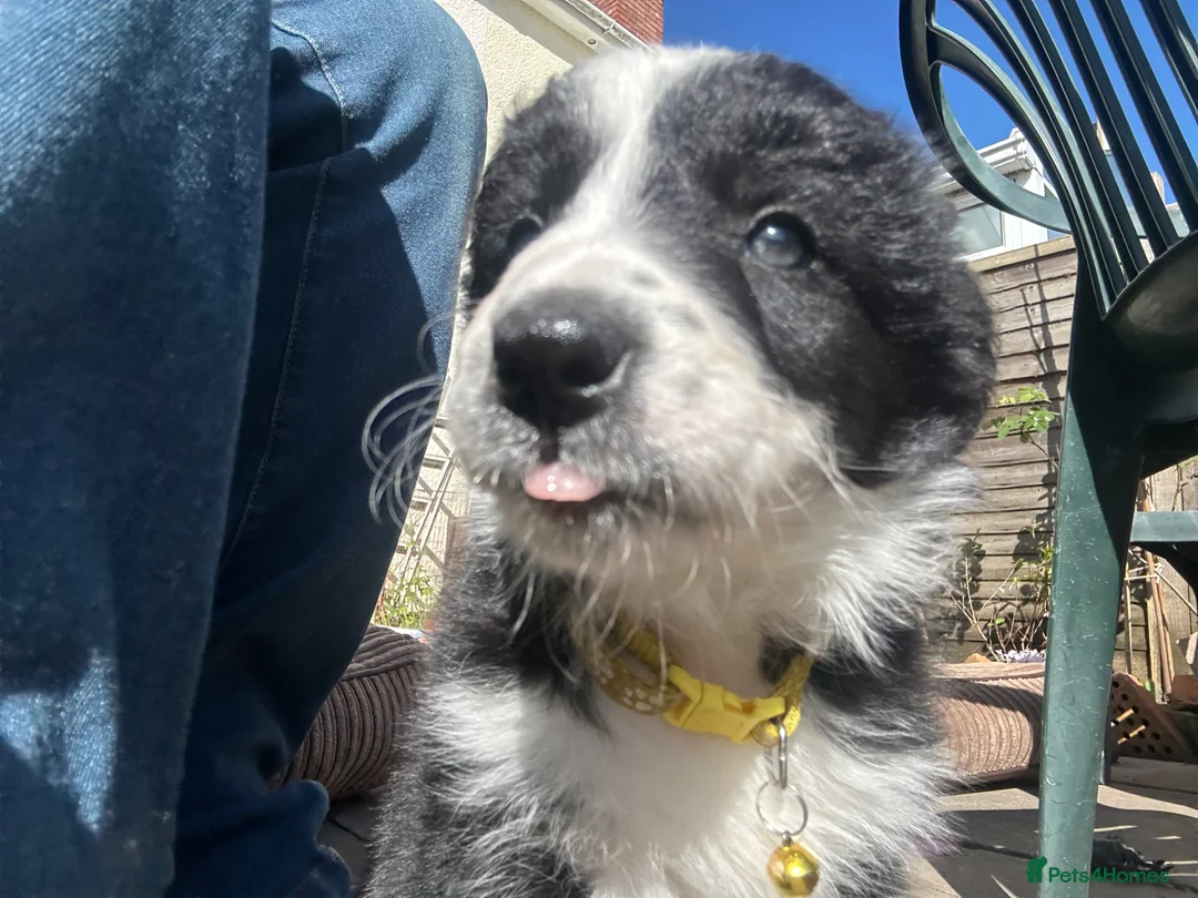 Border Collie dogs for sale: One beautiful collie girl - Advert 10