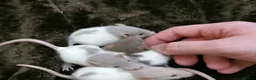Rat rodents for sale: Dumbo Rats or Top eared. - Advert 9