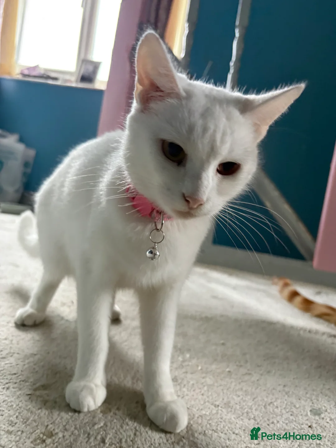 Mixed Breed cats for sale: Pure white female 3 years old FREE - Advert 5