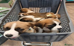 Saint Bernard dogs for sale: Saint Bernard puppies  - Image 37