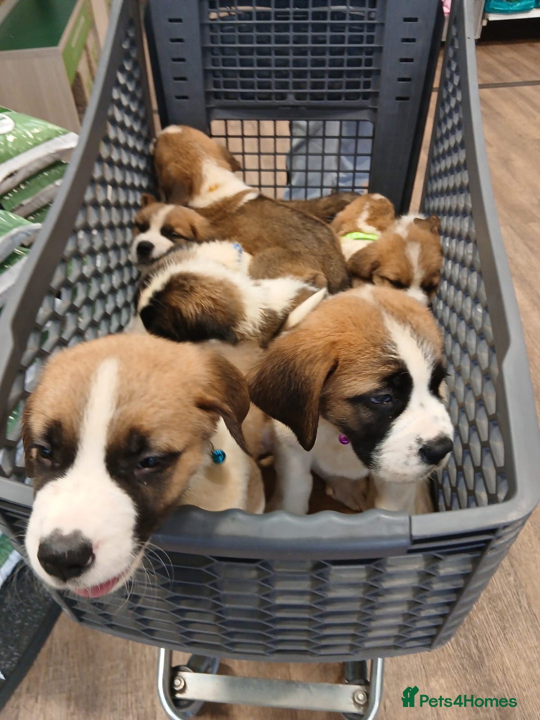 Saint Bernard dogs for sale: Saint Bernard puppies  - Image 37