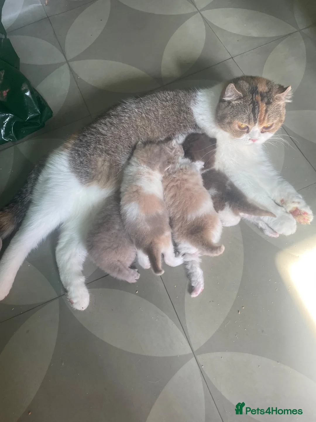 Scottish Fold cats for sale: Scottish fold kittens - Advert 1