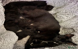 Mixed Breed cats for sale: 7 kittens are currently 2 weeks old  - Image 2
