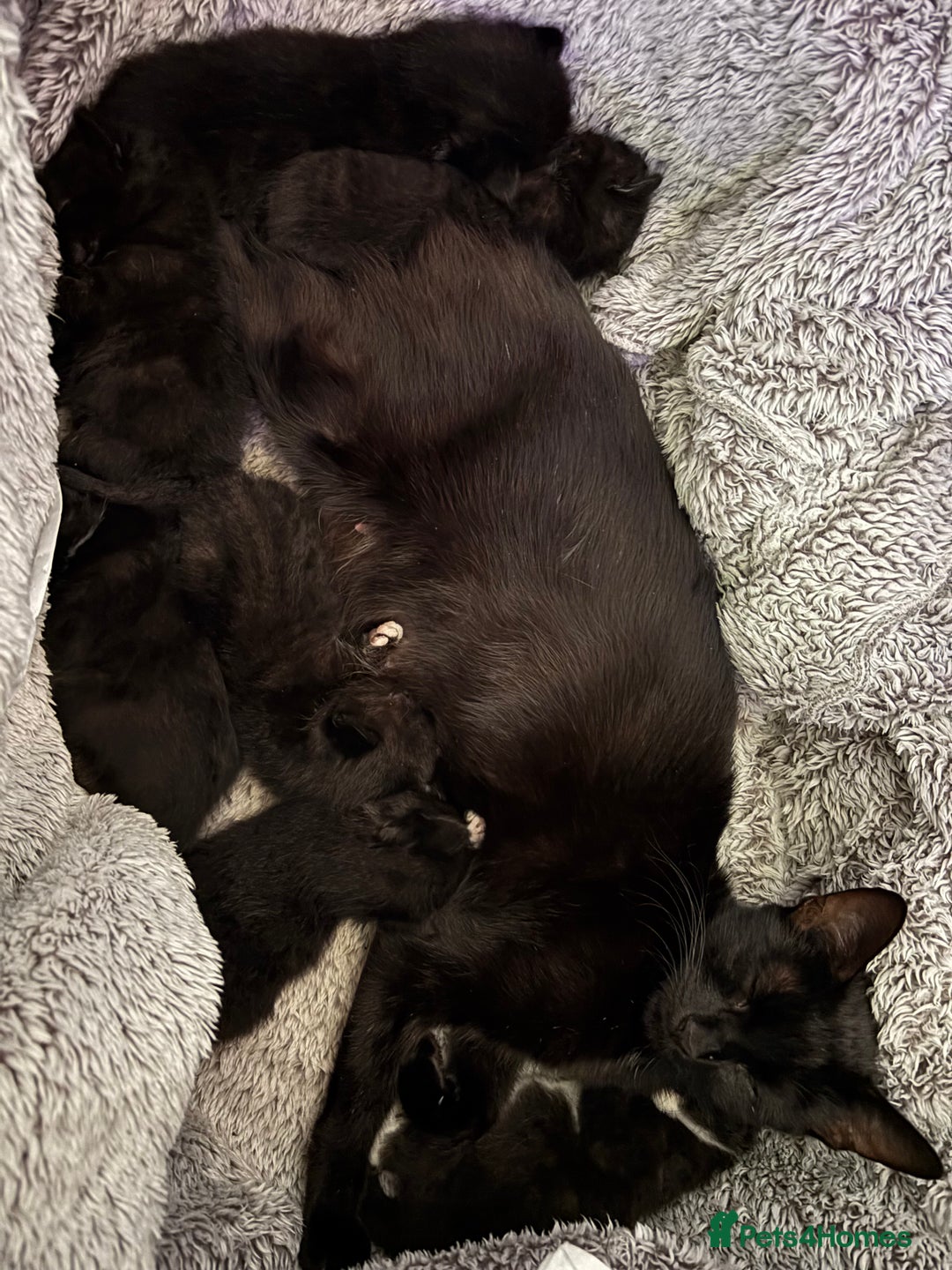 Mixed Breed cats for sale: 7 kittens are currently 2 weeks old  - Image 2