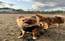 Pomchi dogs for sale: 8 month old man pomchi - Image 2
