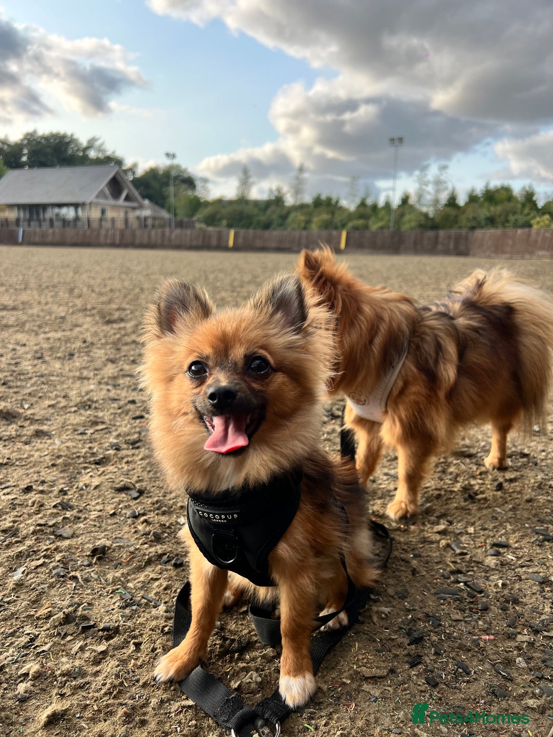 Pomchi dogs for sale: 8 month old man pomchi - Image 2