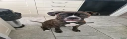 Mixed Breed dogs for sale: Beautiful boy will be your best friend  - Advert 8