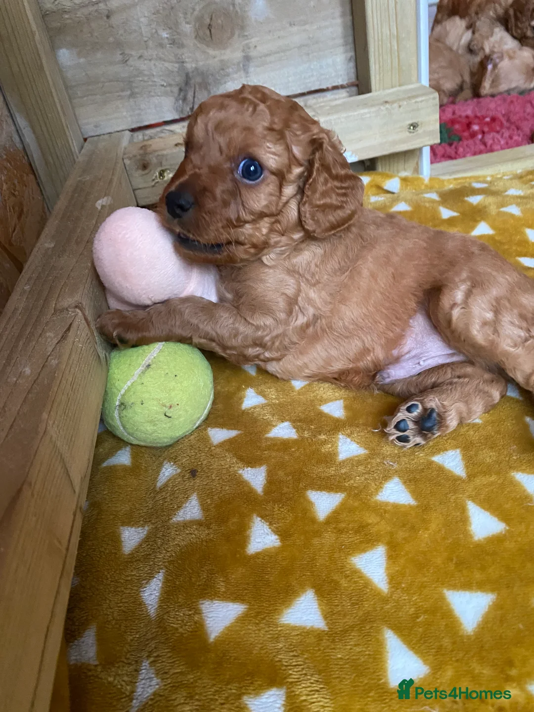 Mixed Breed dogs for sale: Beautiful Cavacockapoo puppies, only two left!  - Advert 2