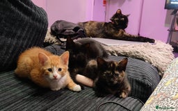 Mixed Breed cats for sale: Kittens for sale in Basildon - Image 6