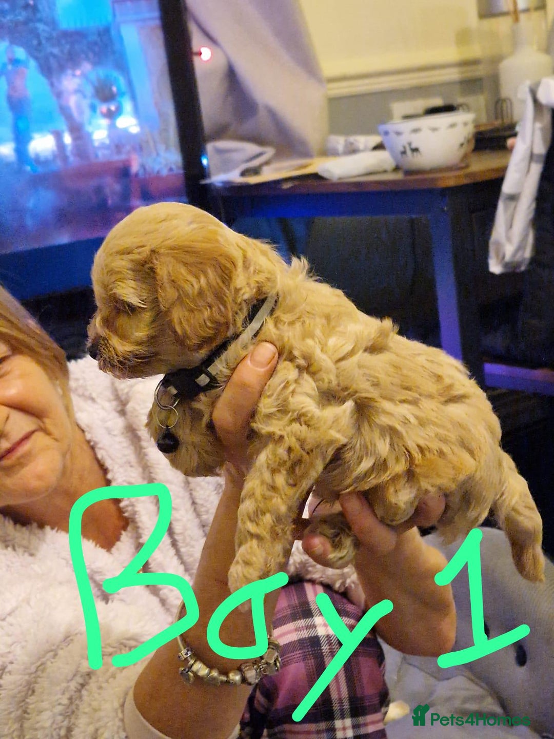 Cavapoo dogs for sale: Kavapoo - Advert 3