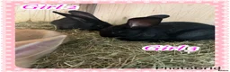 Continental Giant rabbits for sale: Continental giant babies 3girls & 1 boy left - Advert 3