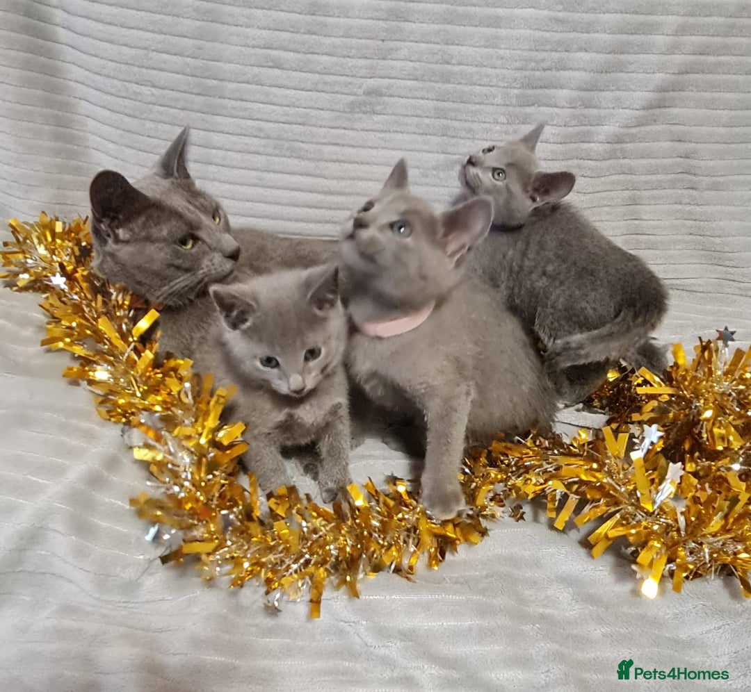 Russian Blue cats for sale: Stunning Russian Blue kittens-pure Pedigree - Image 10