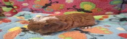 Guinea Pig rodents for sale: Baby Boars In Different Breeds  - Advert 19