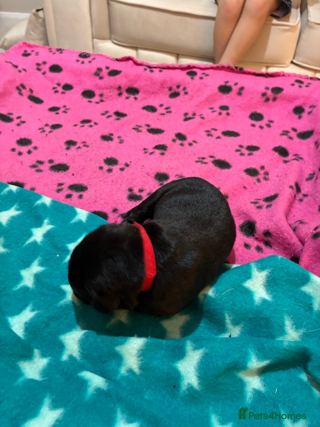 Labrador Retriever dogs for sale: KC RegisteredLabrador Puppies – Ready from 14/02 - Advert 5