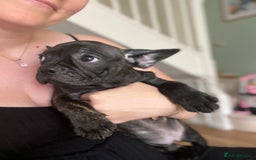 French Bulldog dogs for sale: (Reduced price)Adorable French bulldog Puppy in Bicester - Image 1