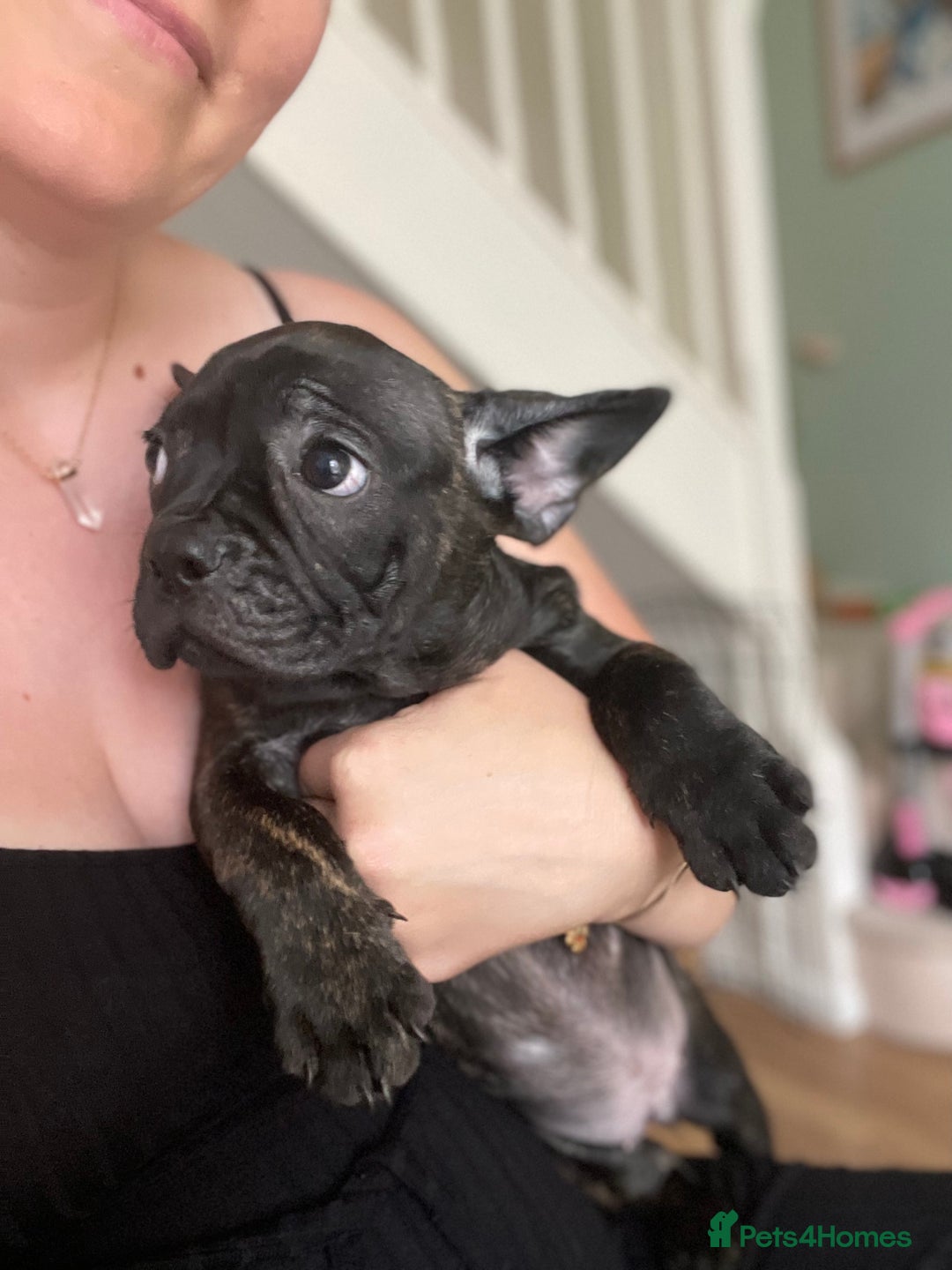 French Bulldog dogs for sale: (Reduced price)Adorable French bulldog Puppy in Bicester - Image 1