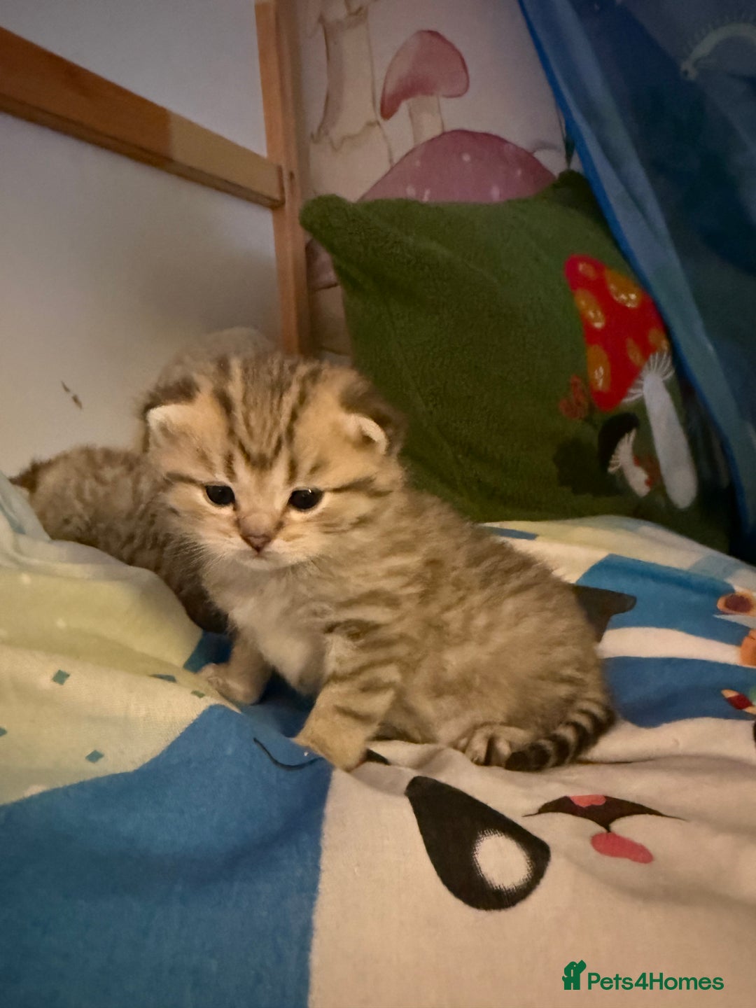 British Shorthair cats for sale: Champion British shorthair kitten  - Advert 13