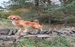 Golden Retriever dogs for sale: Confirmed litter of KC Golden Retriever puppies - Image 12