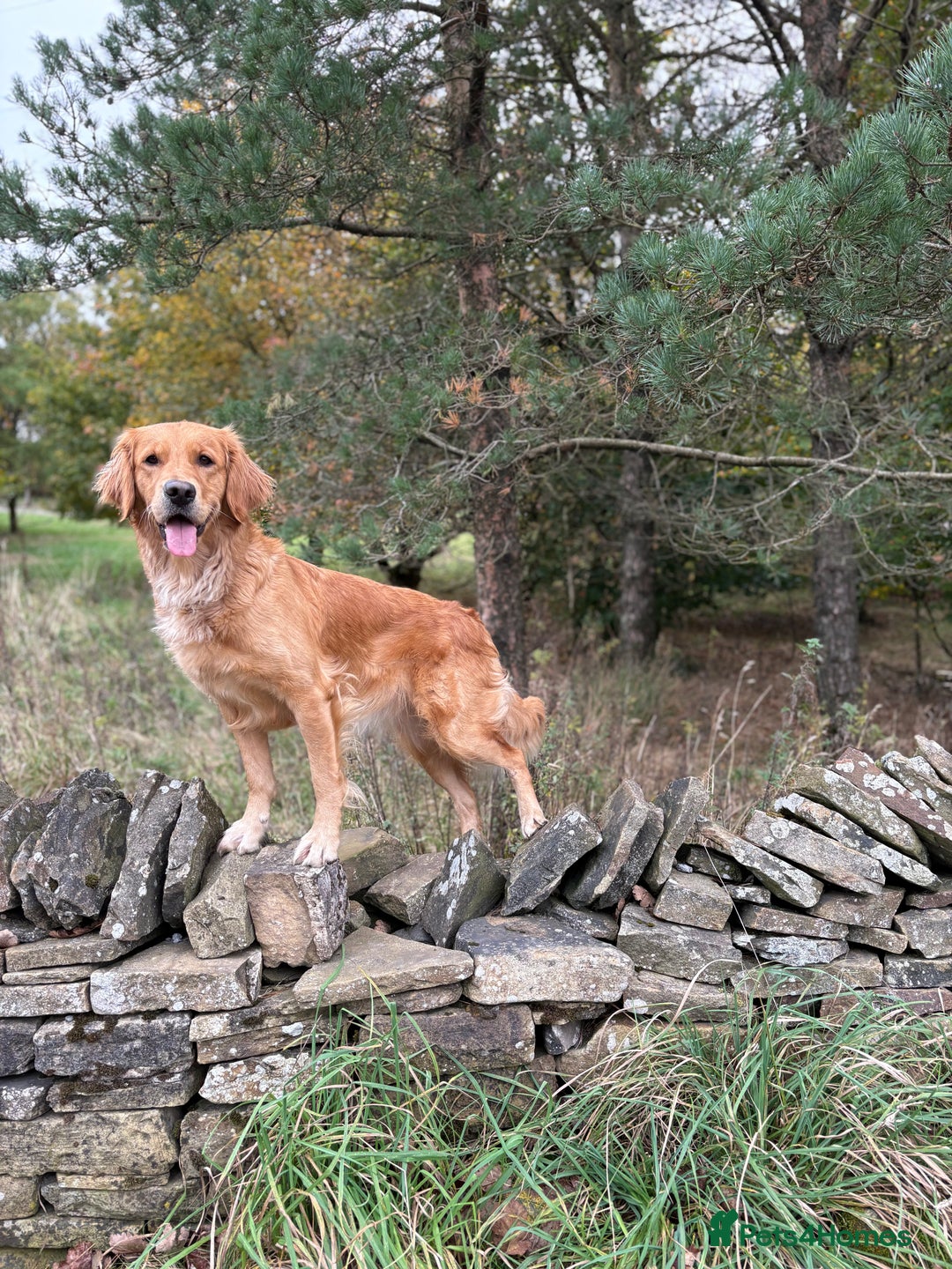 Golden Retriever dogs for sale: Confirmed litter of KC Golden Retriever puppies - Image 12