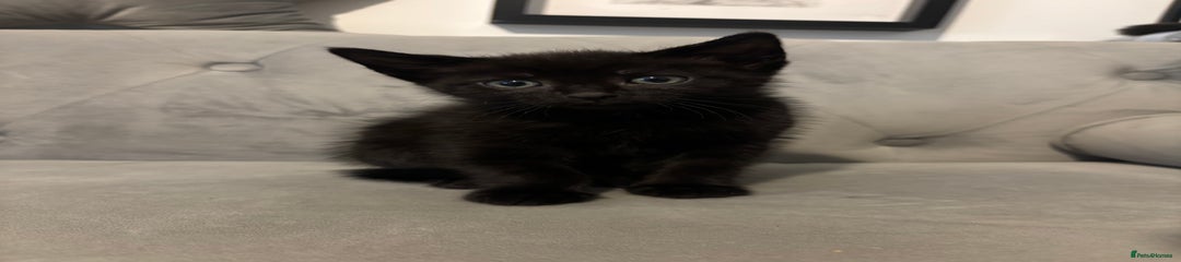 British Shorthair Kitten 8