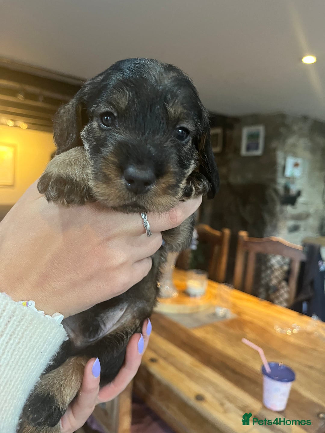 Dachshund dogs for sale: Kc Standard Wire Haired Dachshund Puppies - Image 5