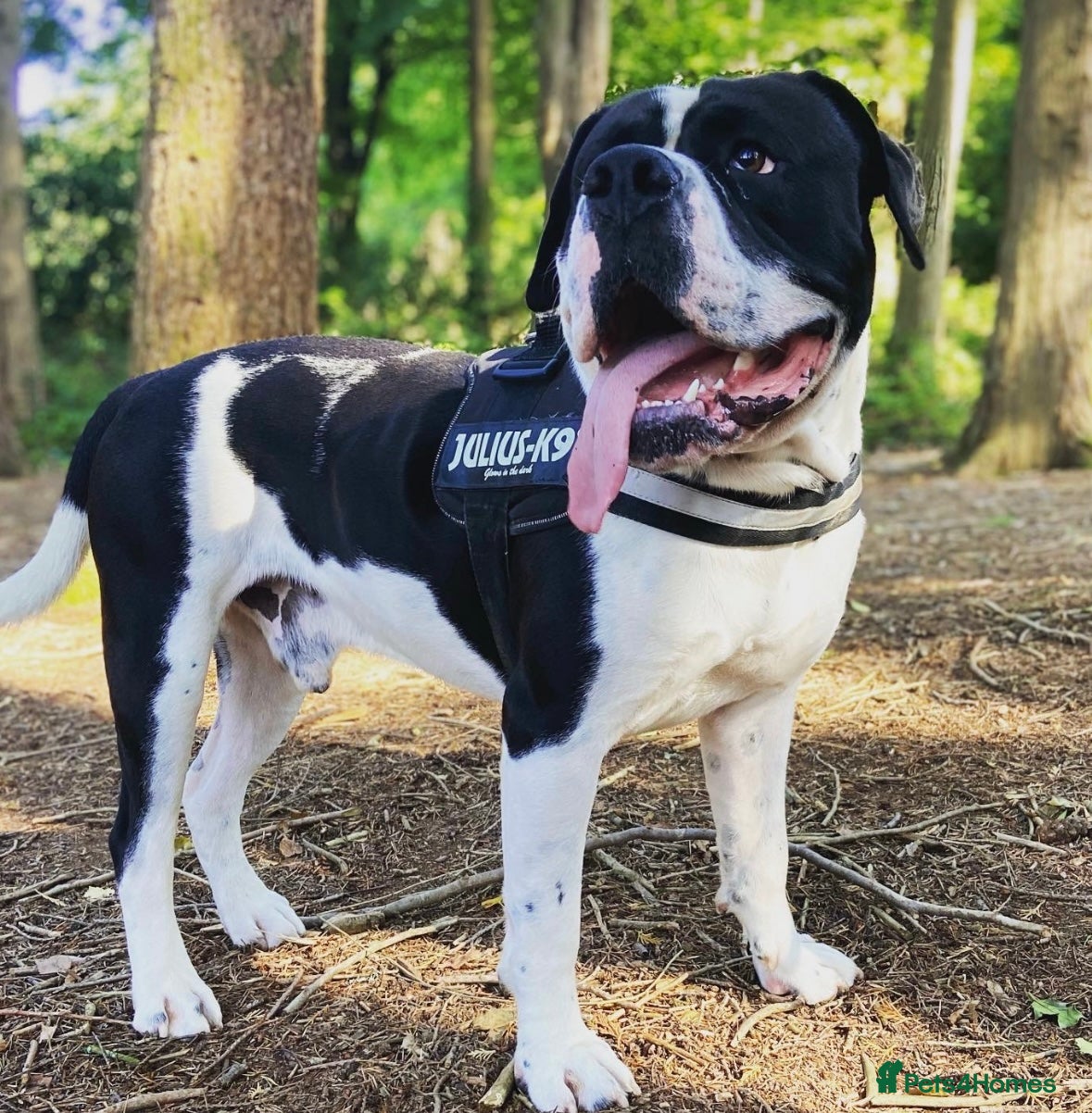 Mixed Breed dogs The is Frank - Advert 9