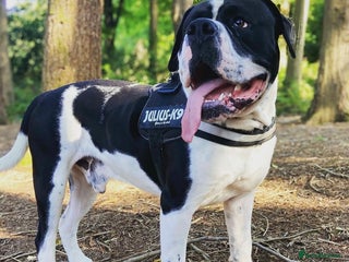 Mixed Breed dogs The is Frank - Advert 1