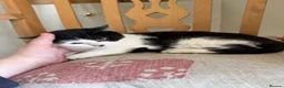 Mixed Breed cats for sale: 4 kittens for sale  - Advert 8