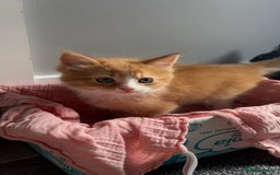 Ragdoll cats for sale: female Ragdoll Cross - Image 4