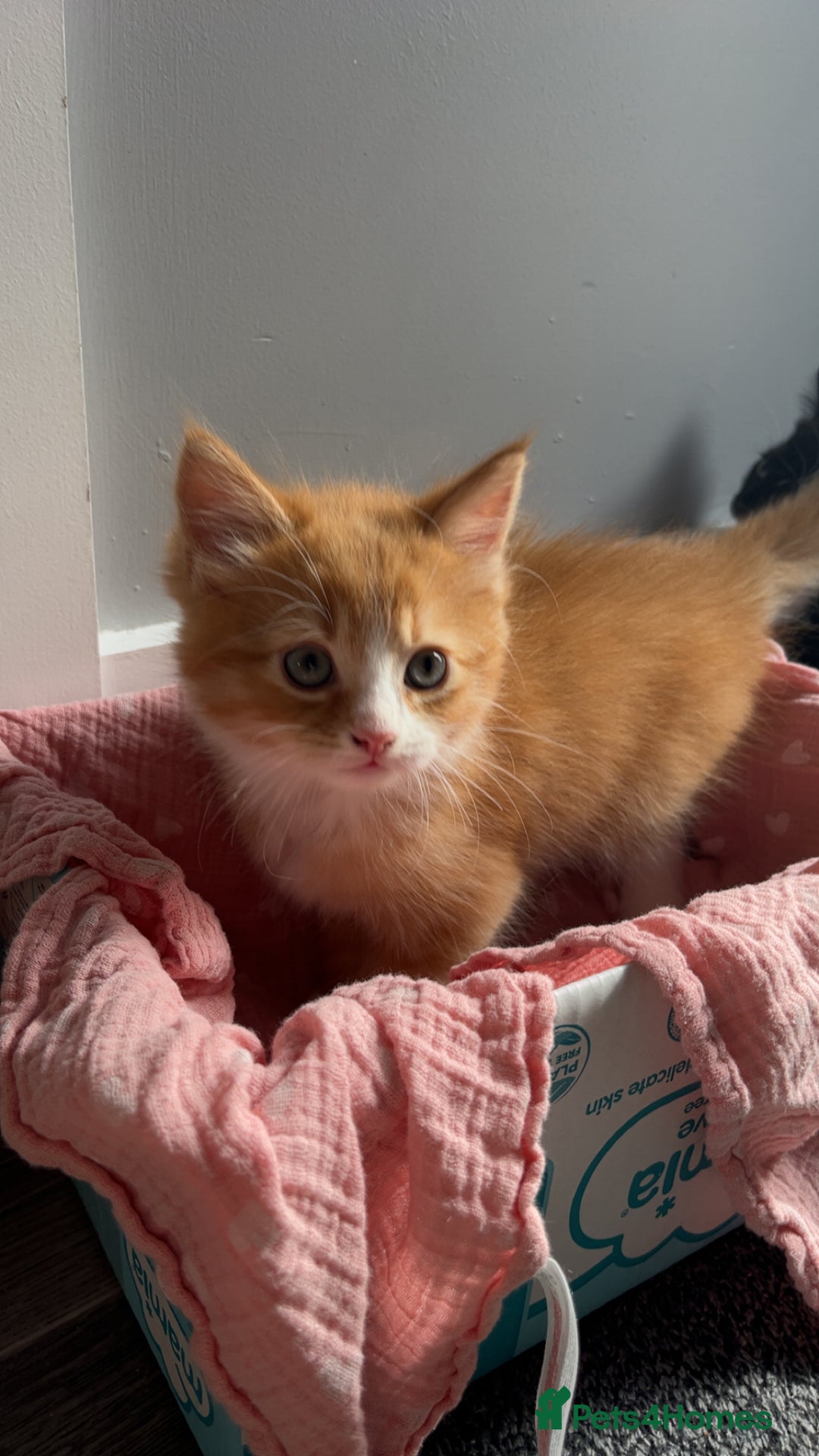 Ragdoll cats for sale: female Ragdoll Cross - Image 4