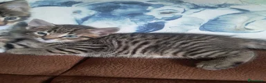 Molly-mae 