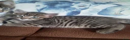 Mixed Breed cats for sale: 2 Beautiful kittens 😸 available  - Advert 2