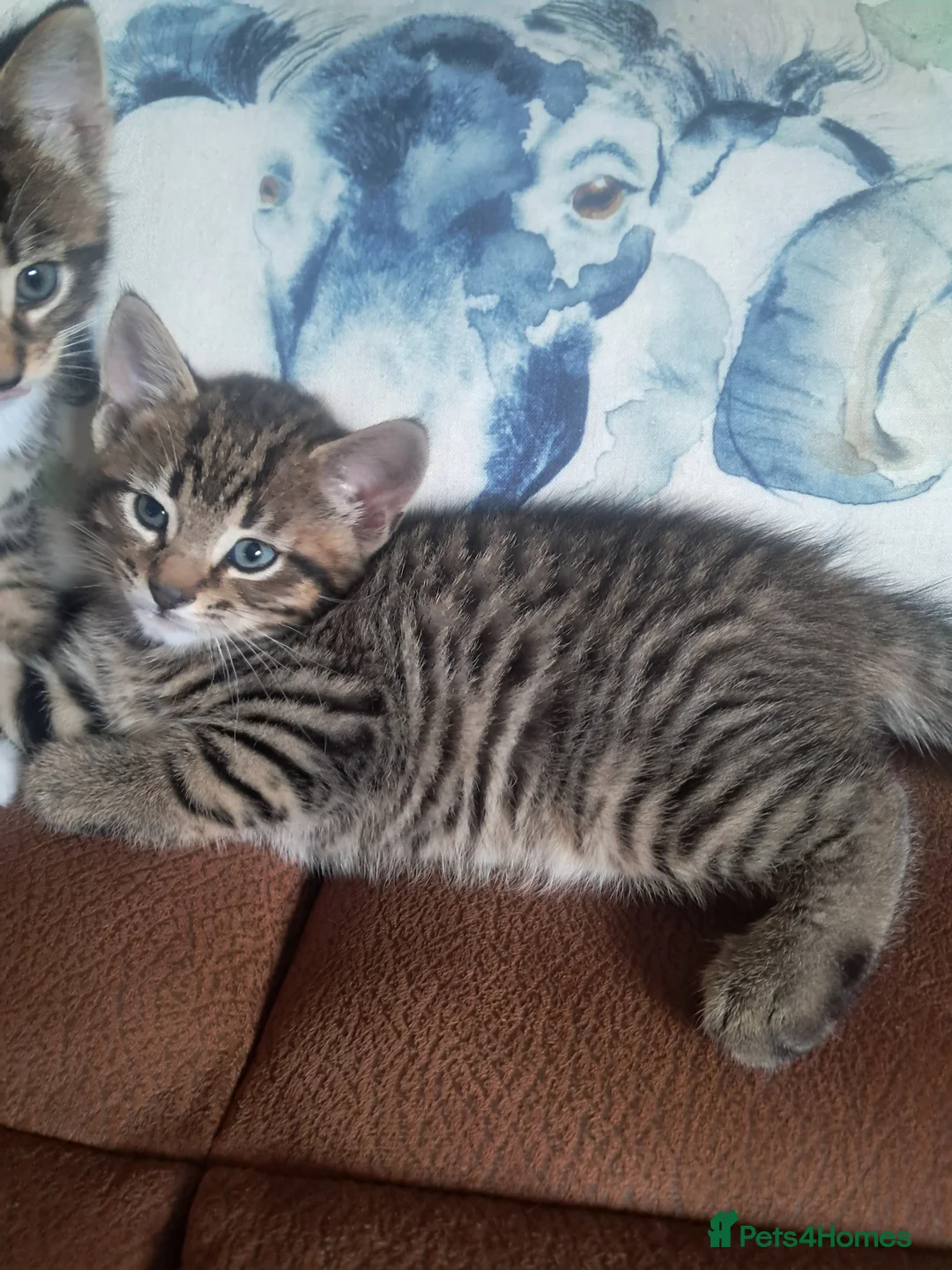 Mixed Breed cats for sale: 2 Beautiful kittens 😸 available  - Advert 2