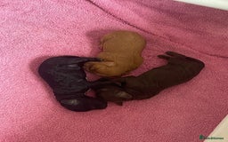 Cockapoo dogs for sale: 3 Cockapoo puppies for sale  - Advert 7