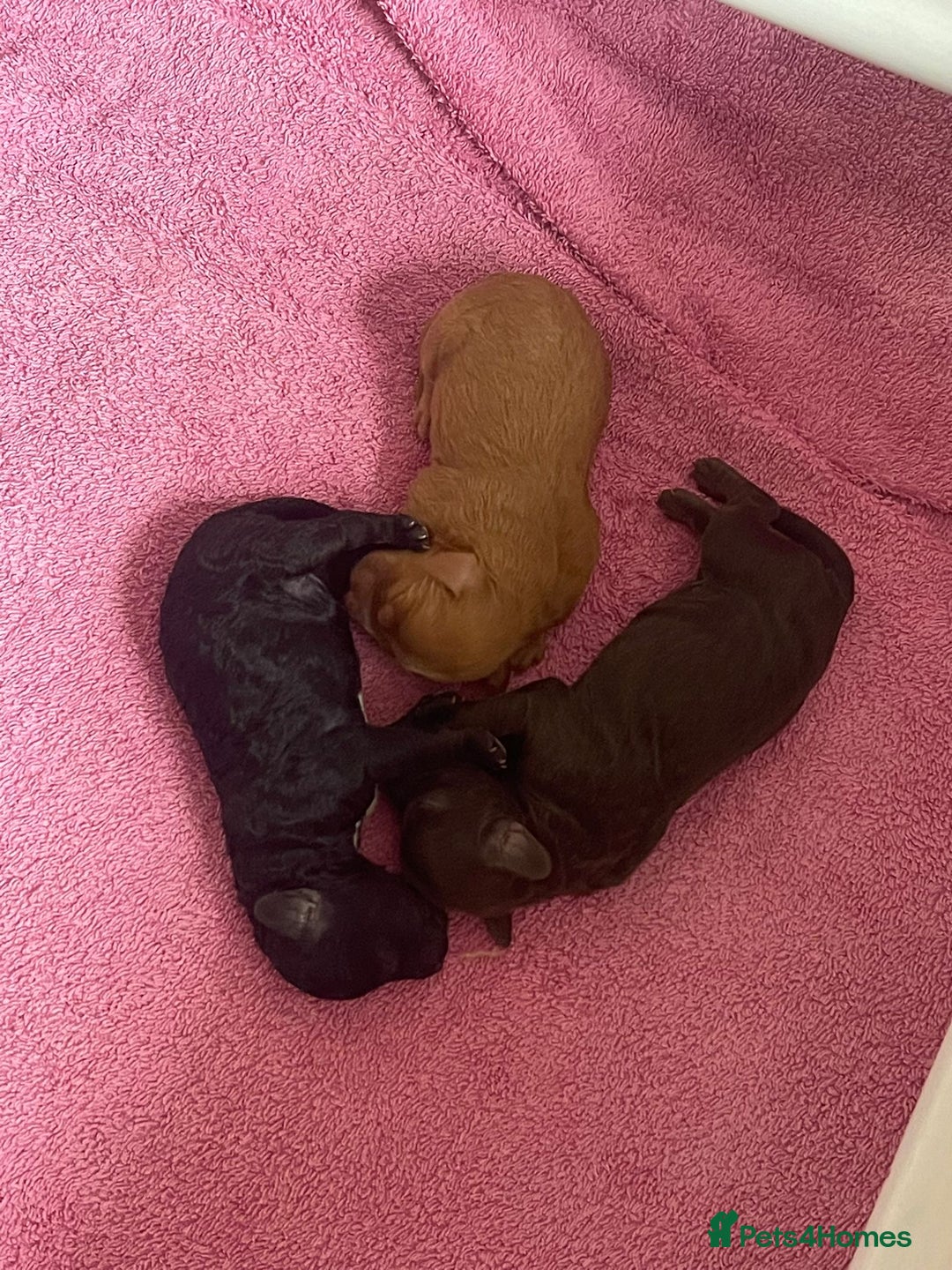 Cockapoo dogs for sale: 3 Cockapoo puppies for sale  - Advert 7