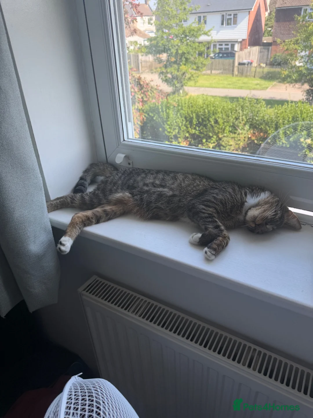 Mixed Breed cats for sale: 1 year old female cat for rehoming  in Herne Bay - Advert 2