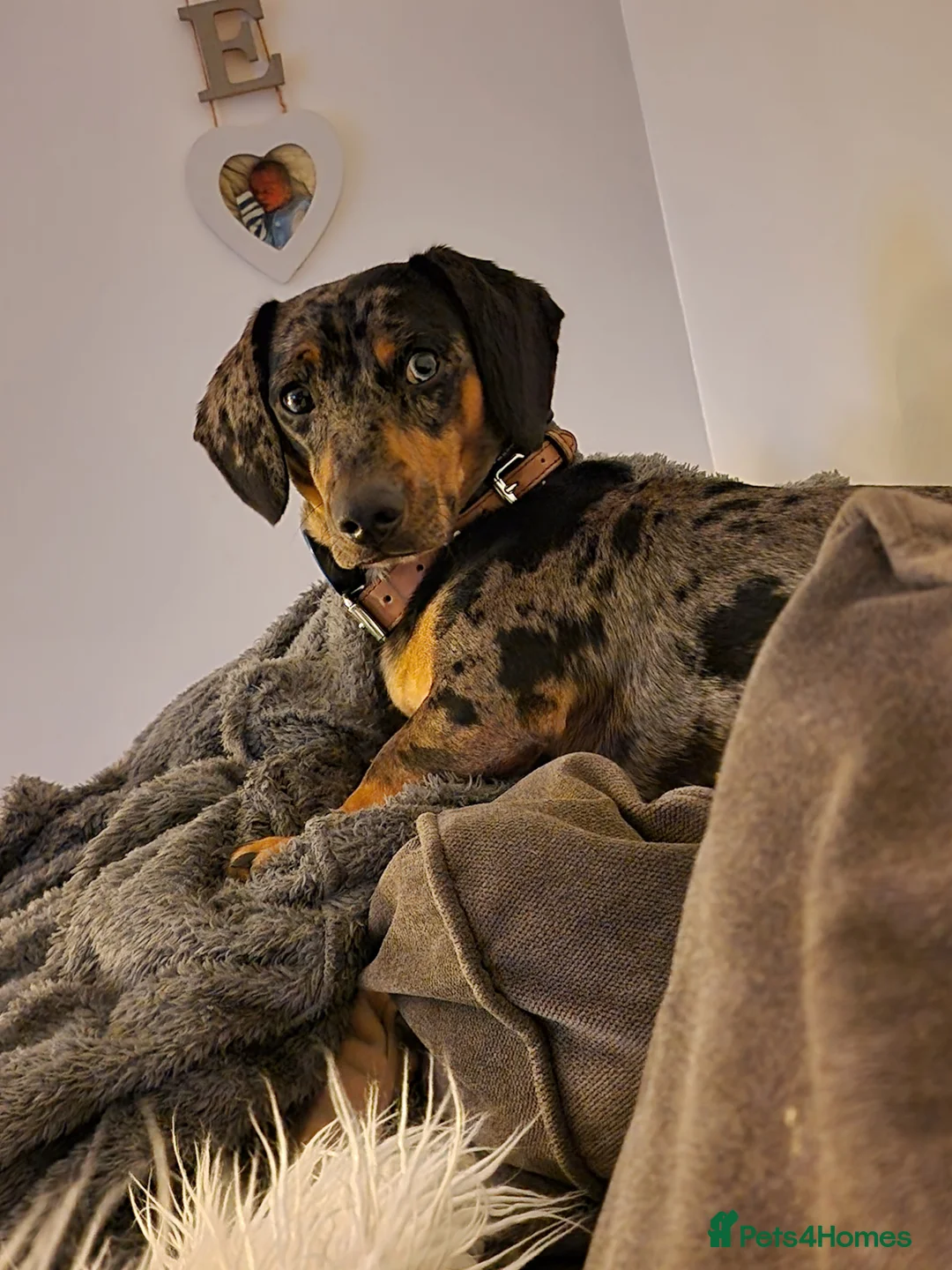 Dachshund dogs for sale: Looking for a loving home for my little boy in Maldon - Advert 2